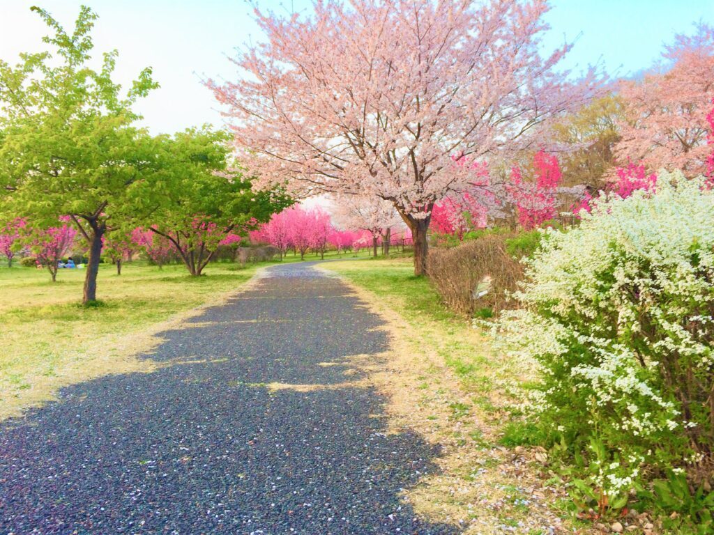川越　桜