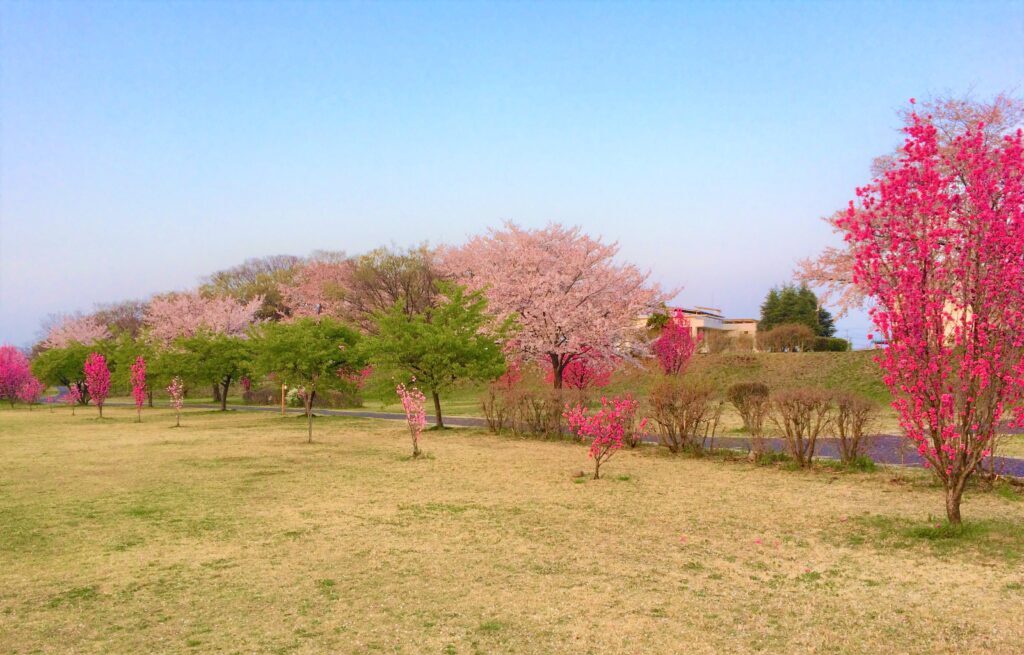 川越　桜