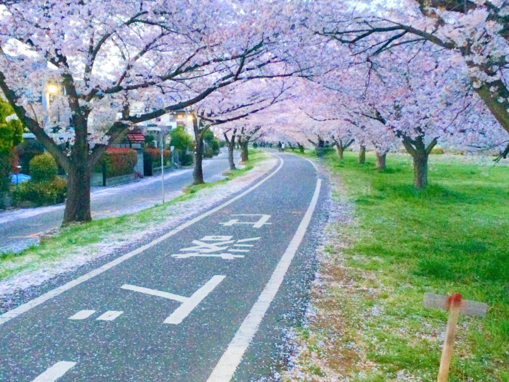 川越　桜