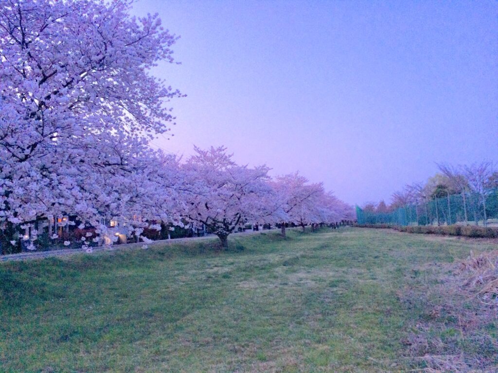 川越　桜
