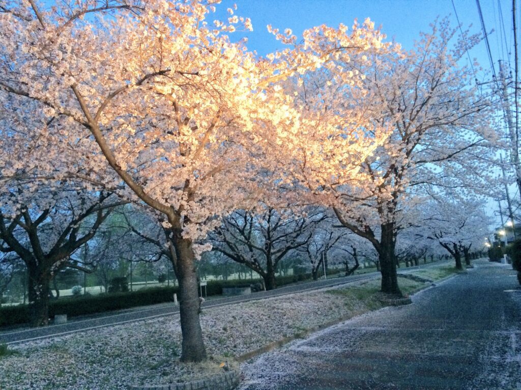 川越　桜