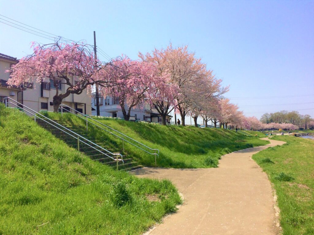 川越　桜
