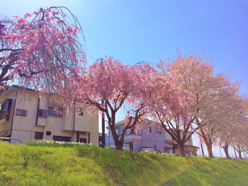 川越　桜