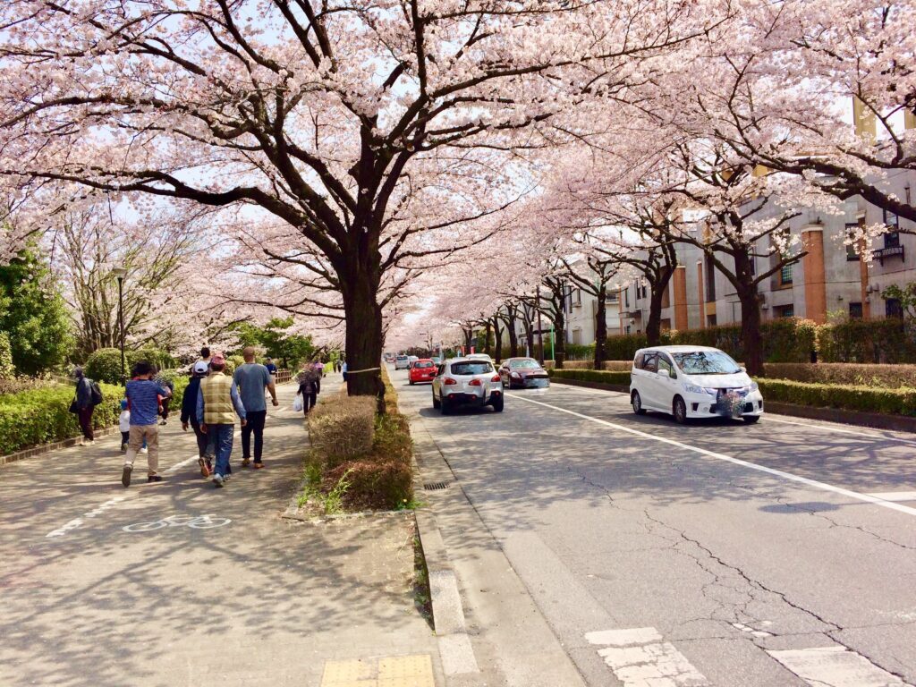 川越 桜