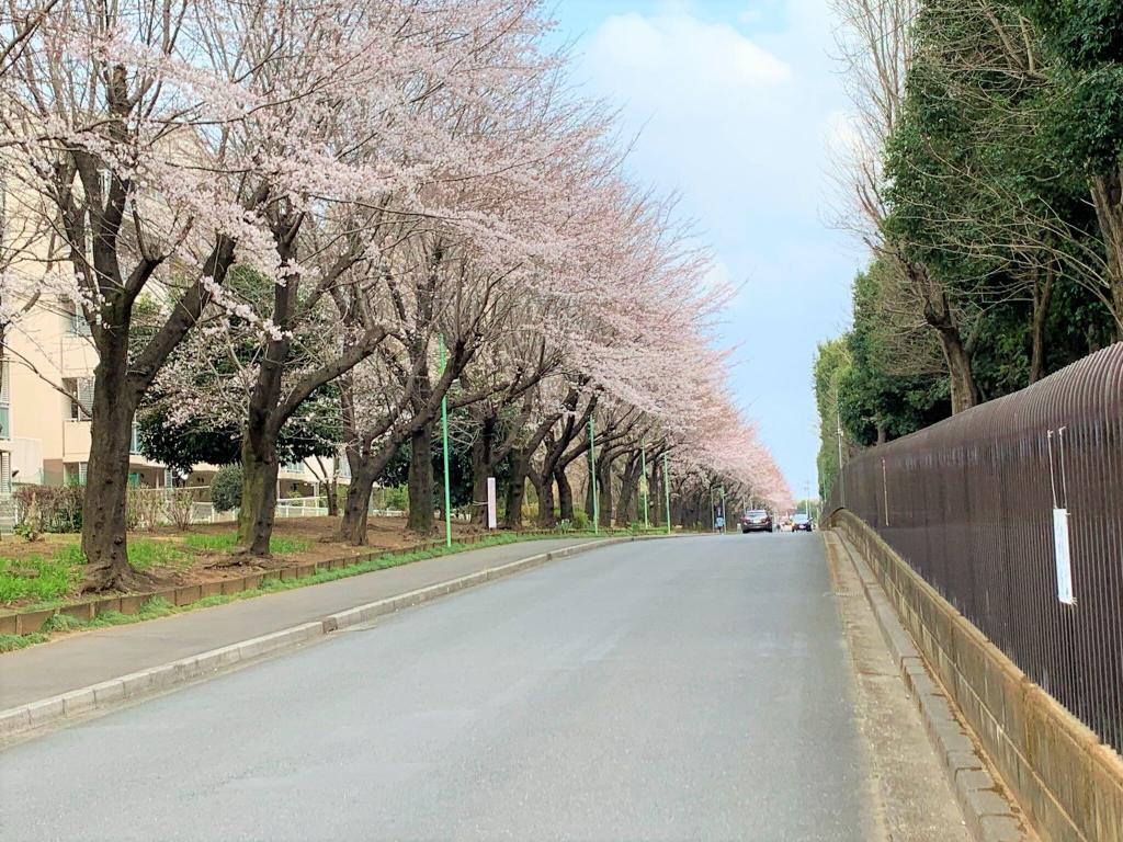 川越　桜