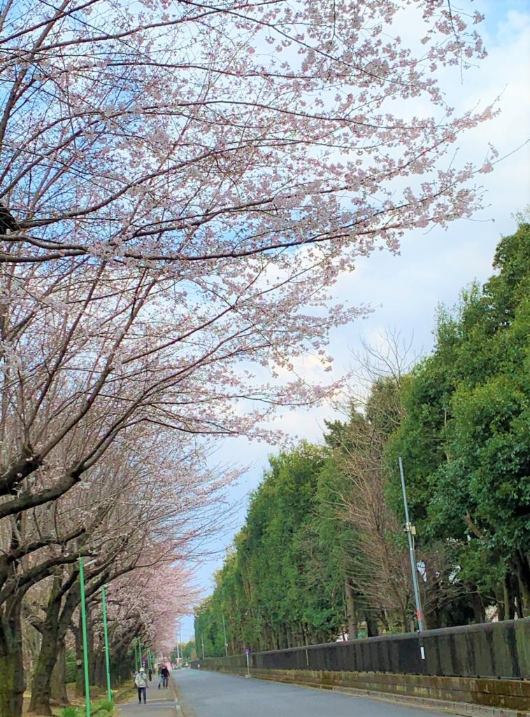 川越　桜