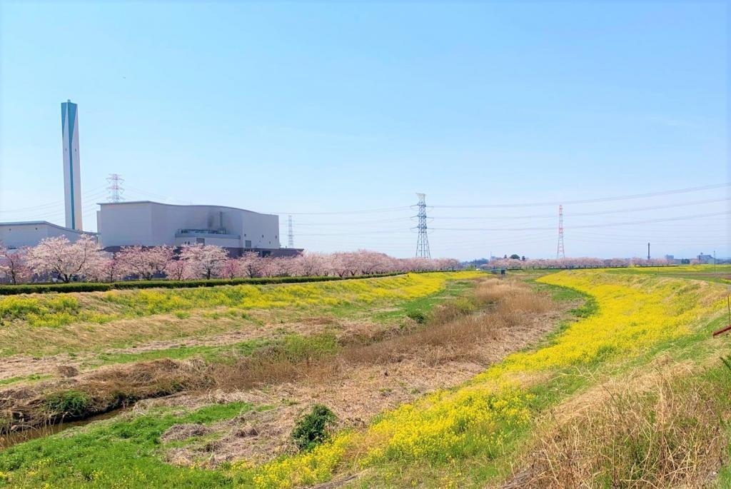 川越 桜