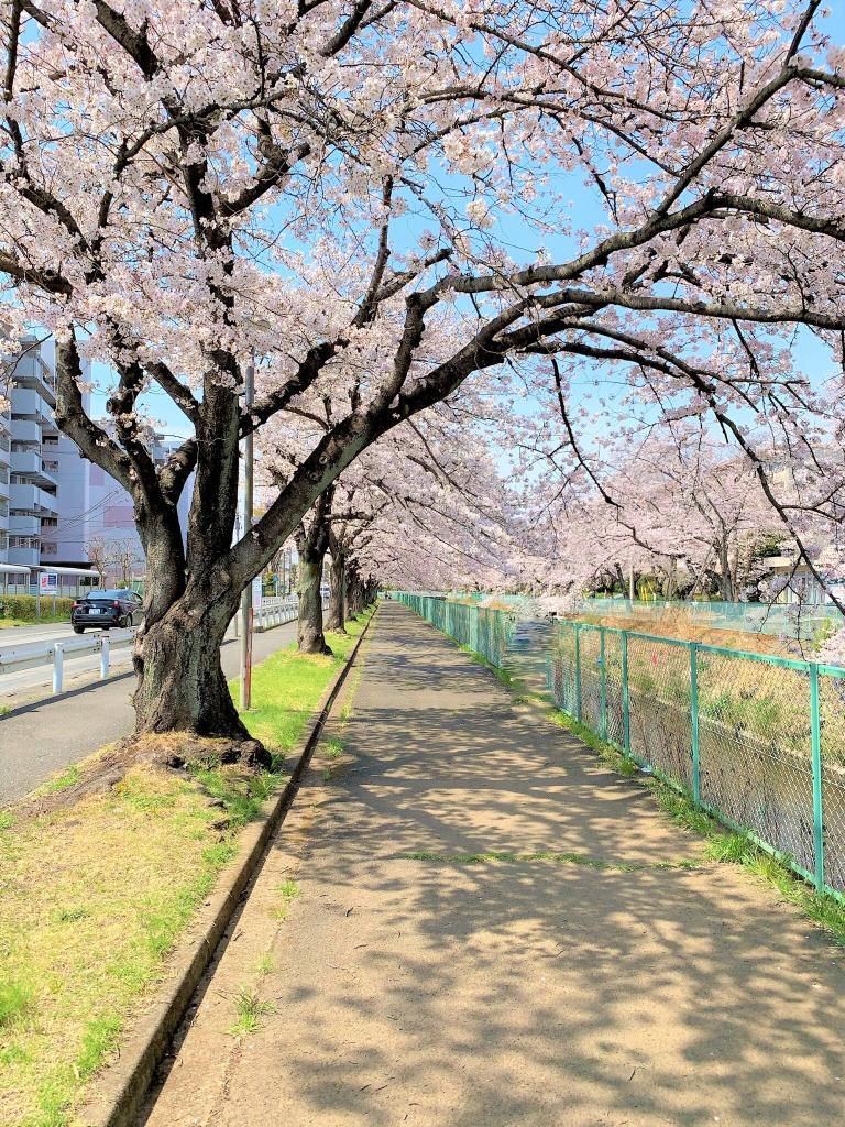 川越　桜
