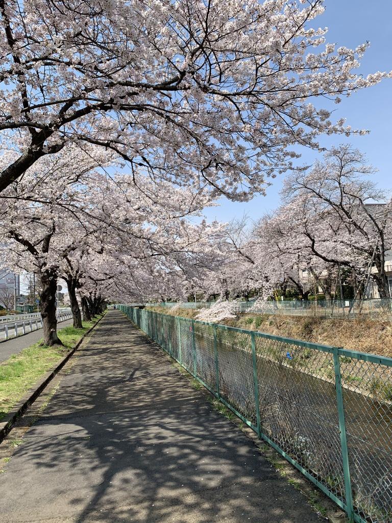 川越　桜
