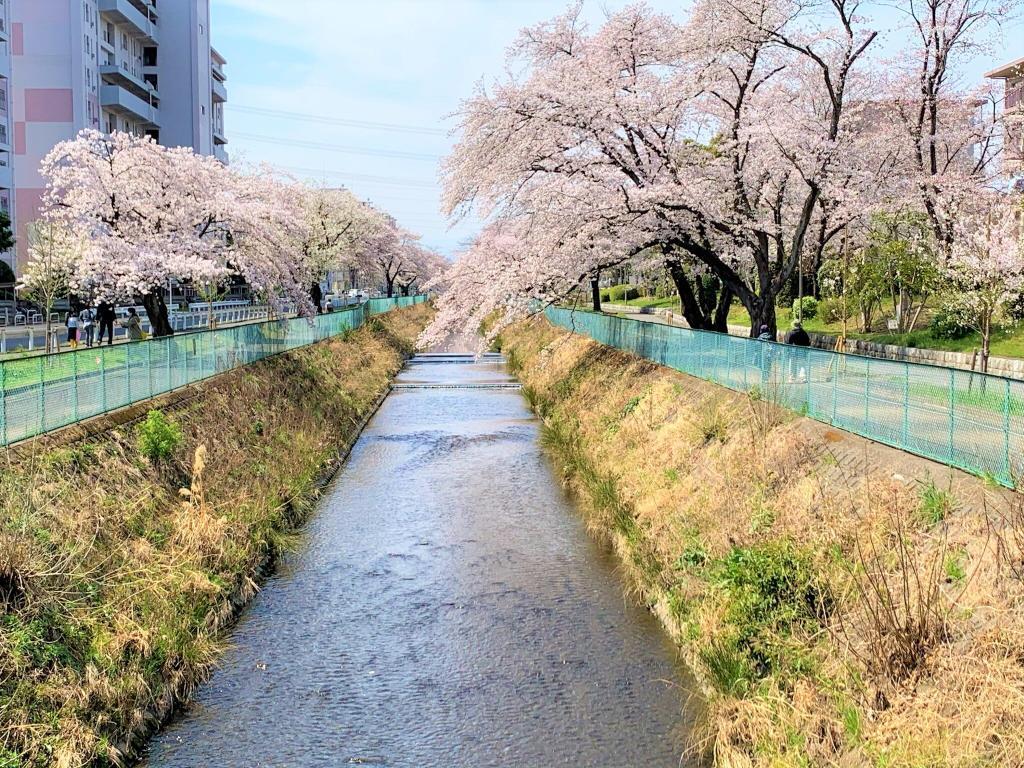 川越　桜