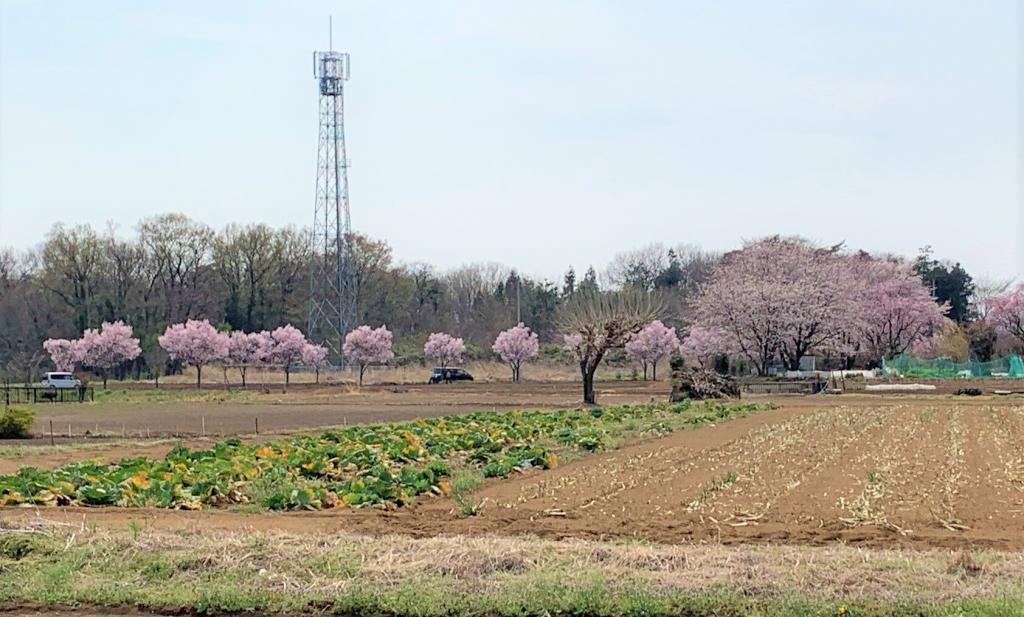 川越　桜