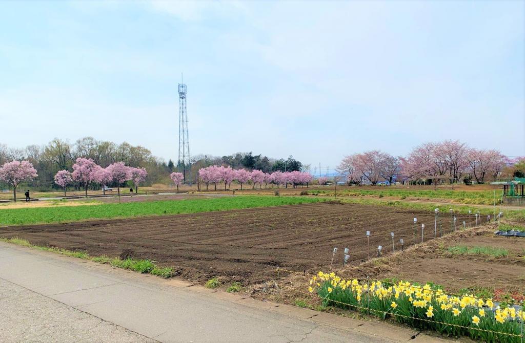 川越　桜