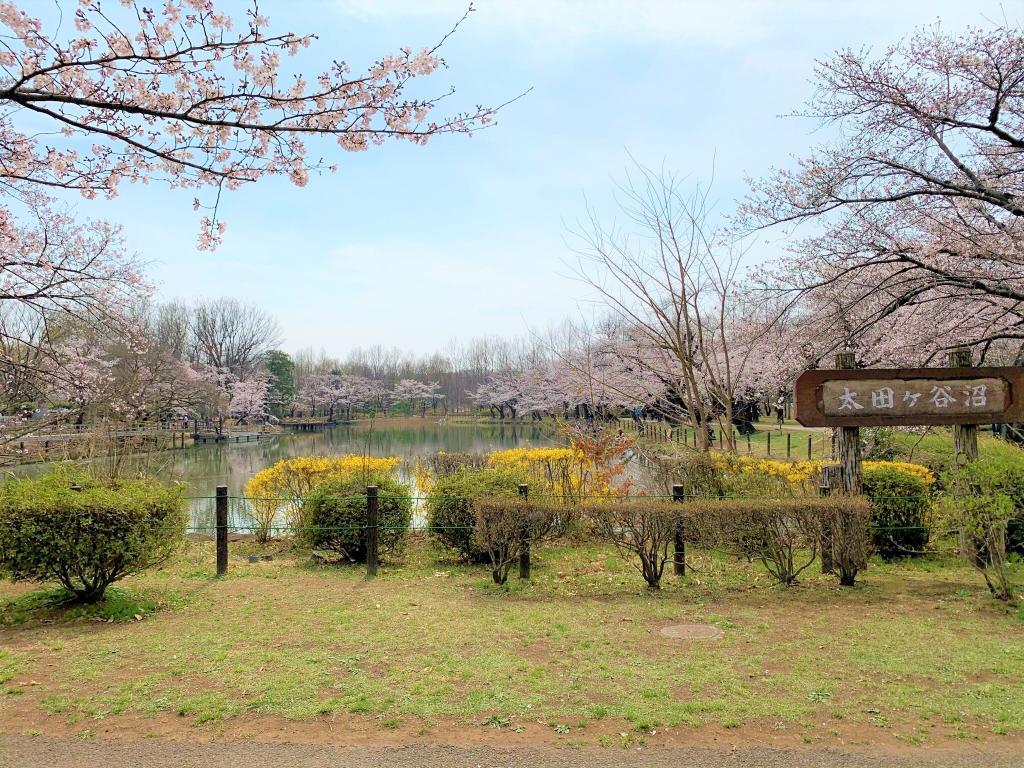 川越　桜