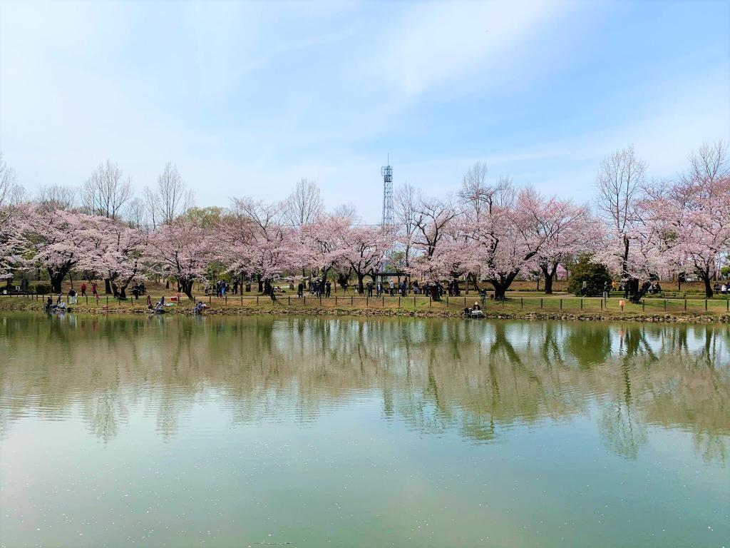 川越　桜