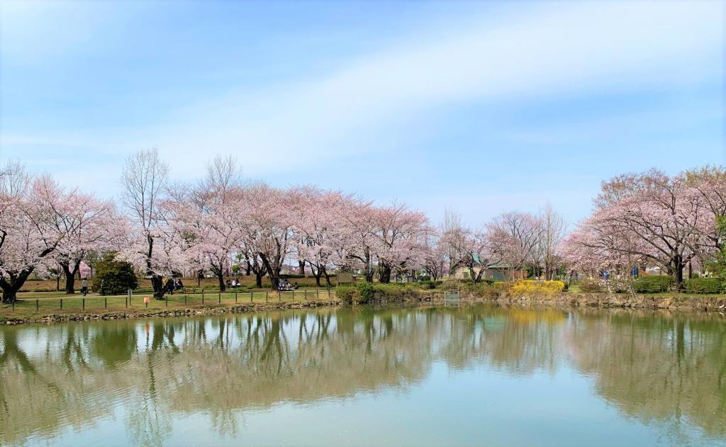 川越　桜