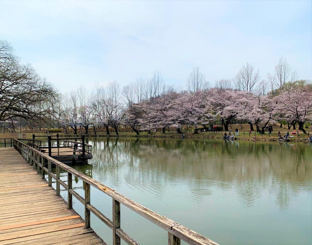 川越　桜