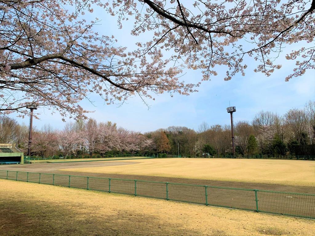 川越　桜