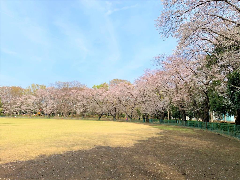 川越　桜