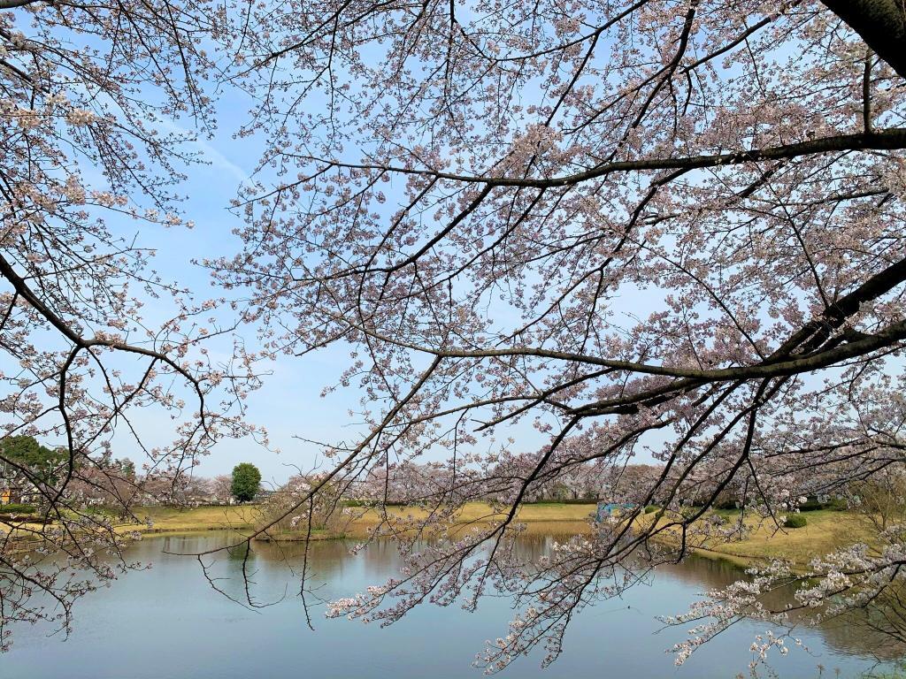 川越　桜