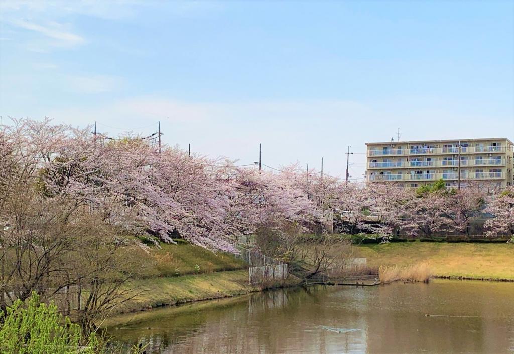 川越　桜