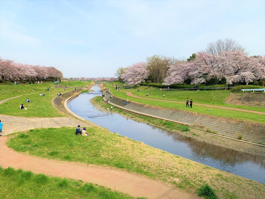 川越　桜