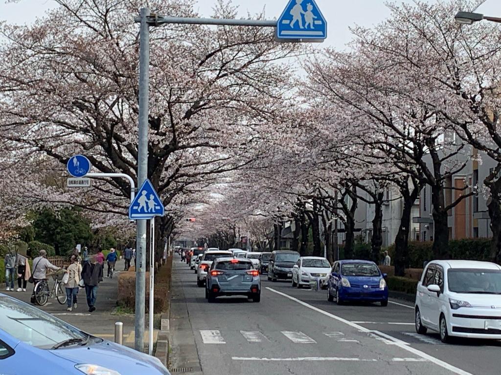 川越　桜