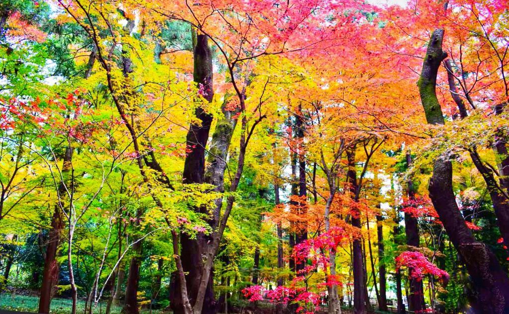 平林寺