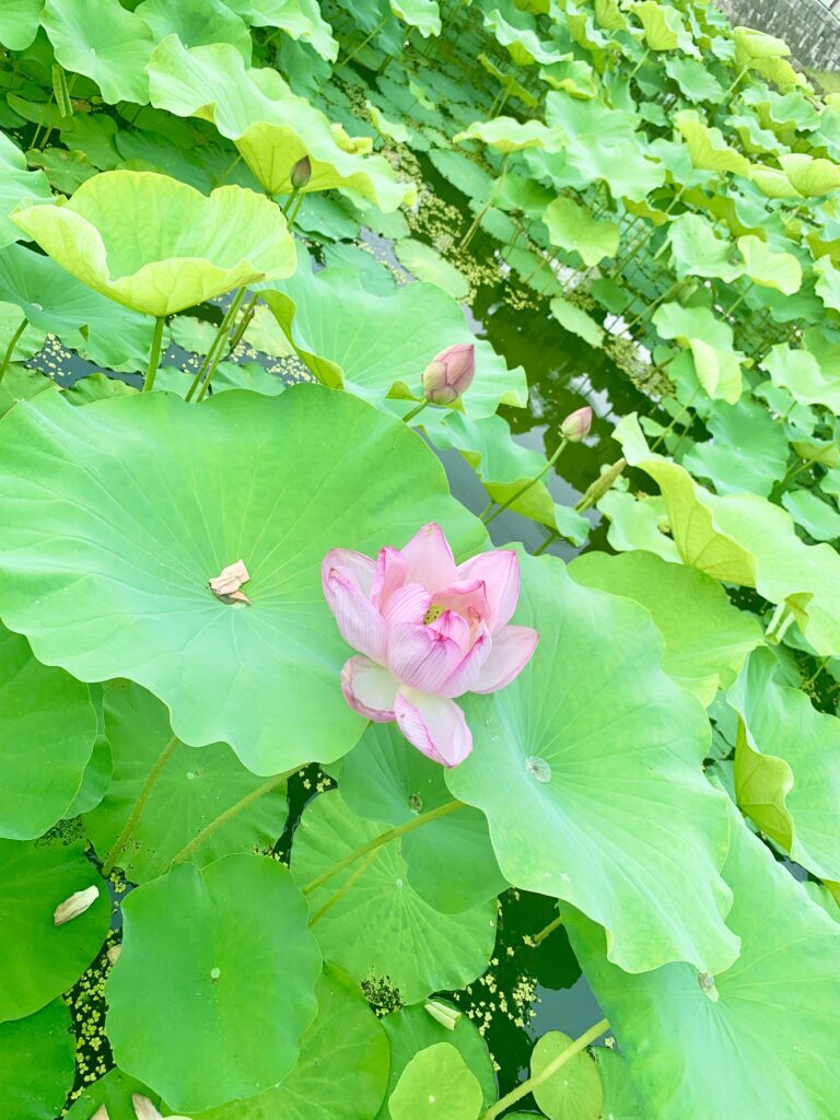 平成の森公園