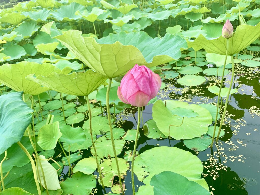 平成の森公園