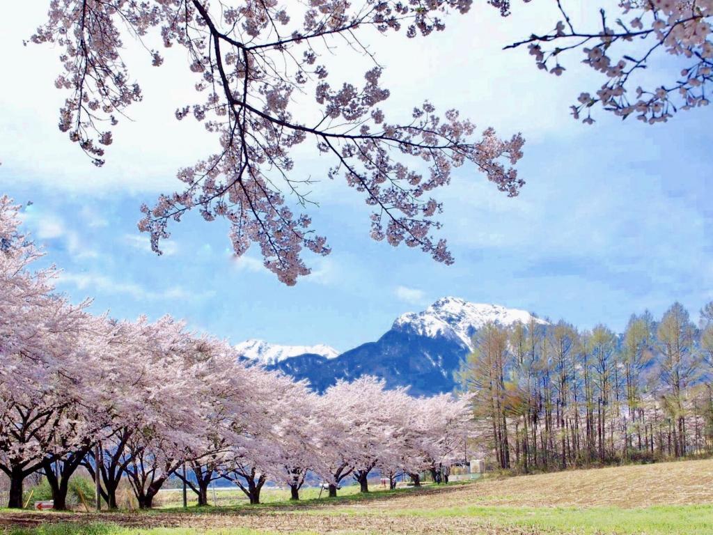 北杜 蕪の桜並木の様子