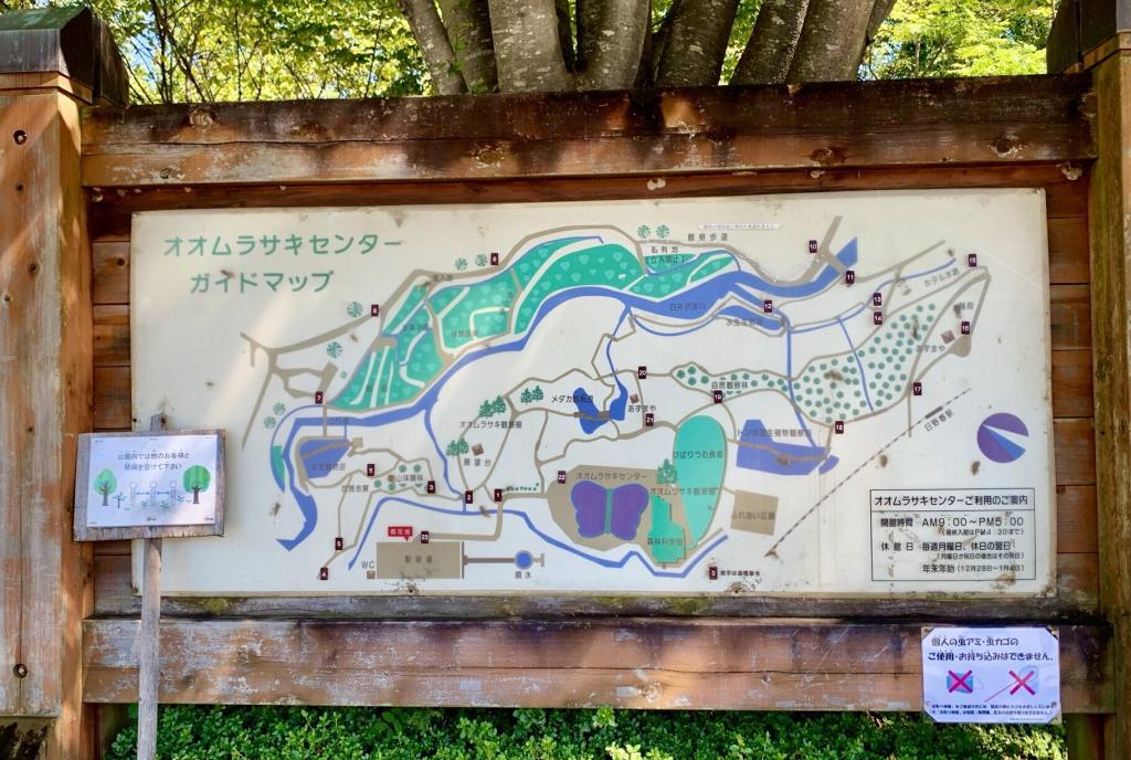 オオムラサキ