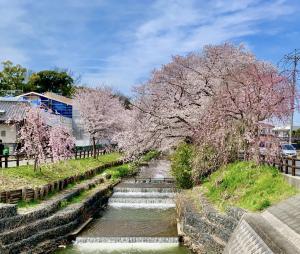 川越 新河岸川 桜