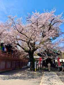 川越 喜多院 櫻の季節
