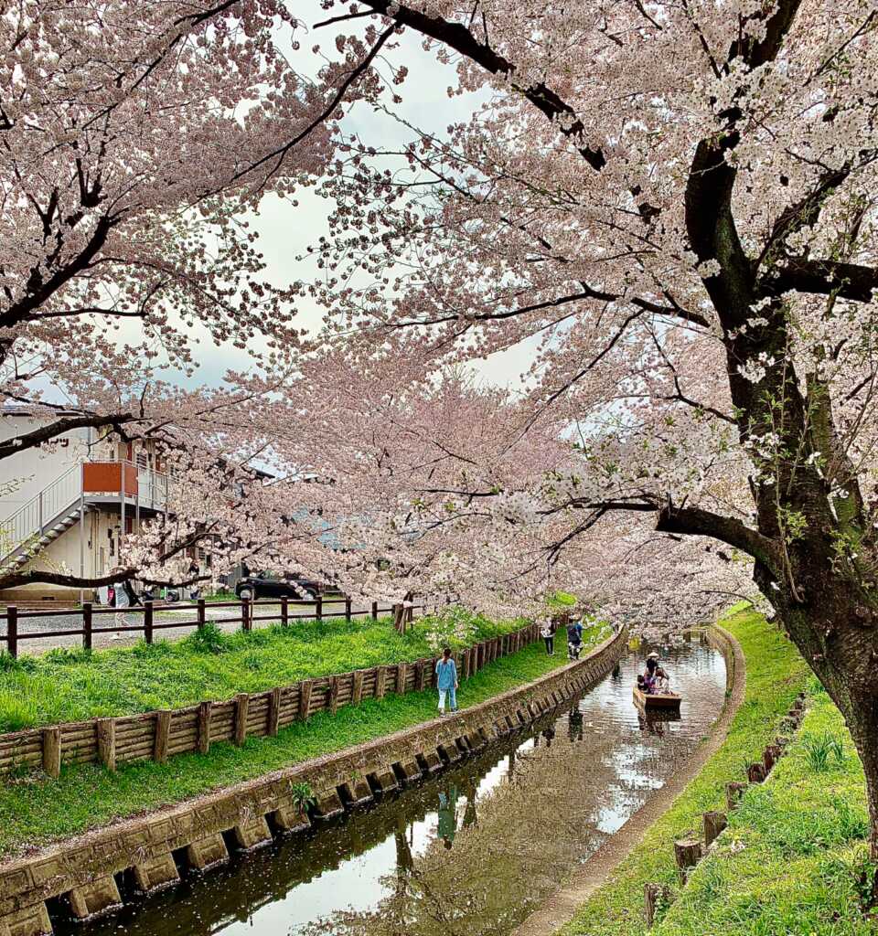新河岸川