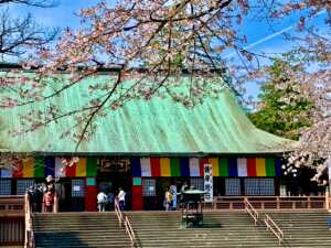 川越 喜多院 櫻の季節