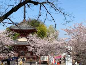 川越 喜多院 櫻の季節