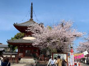 川越 喜多院 櫻の季節