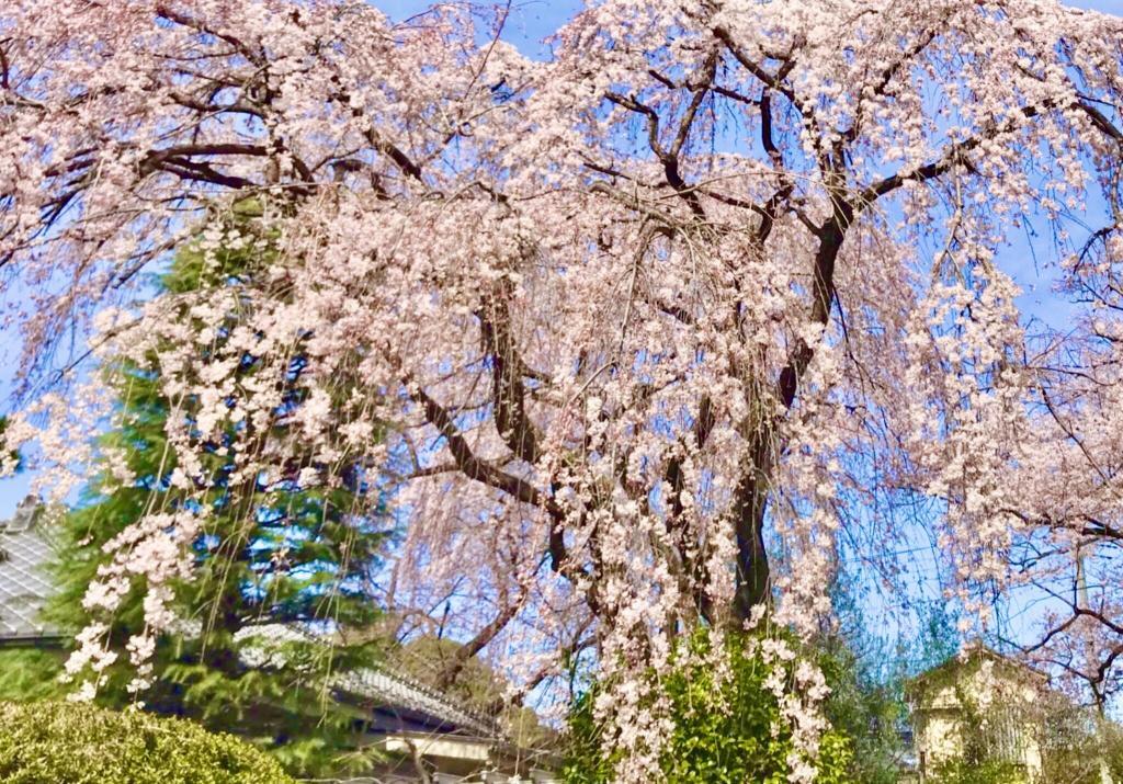 中院
