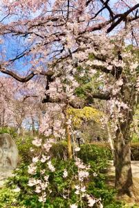 川越 中院 枝垂れ桜