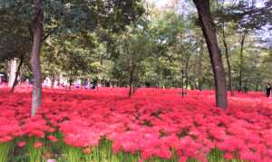 高麗川　巾着田