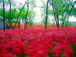 高麗川　巾着田
