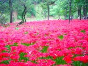 高麗川　巾着田
