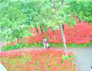 高麗川　巾着田