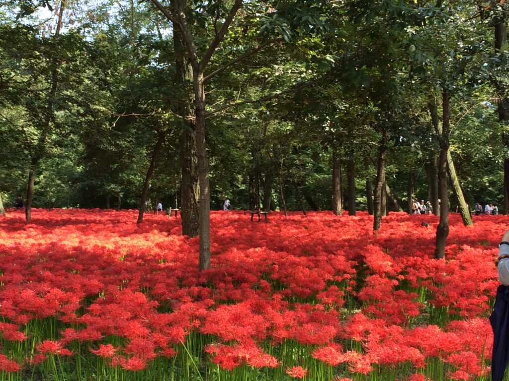 高麗川 巾着田