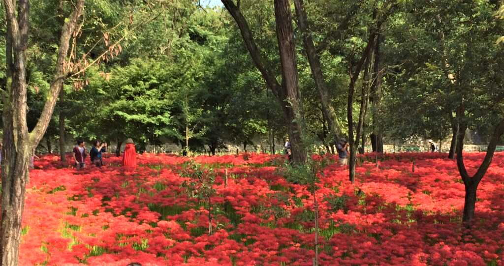 高麗川 巾着田