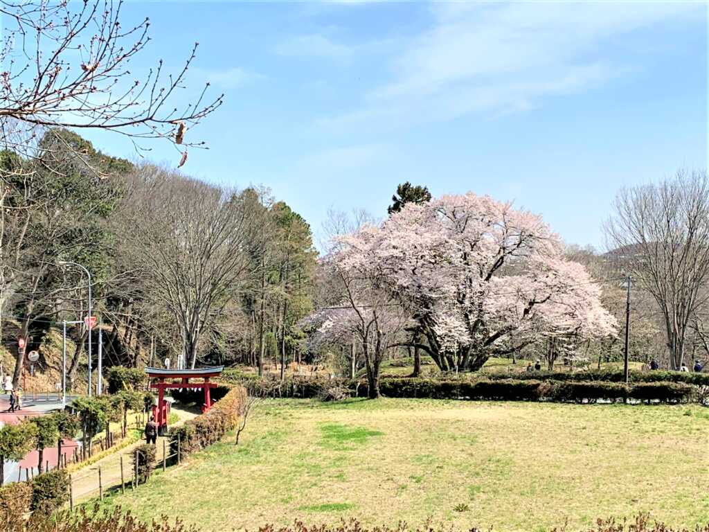 鉢形城
