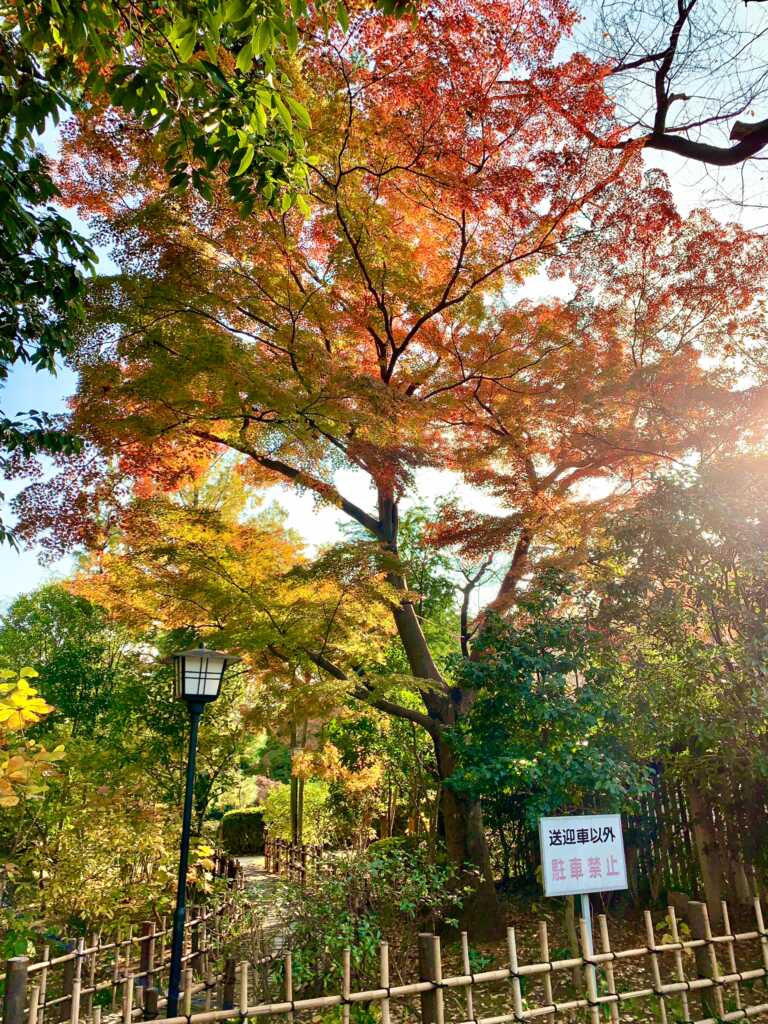 中院