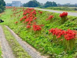 越辺川沿いの曼殊沙華