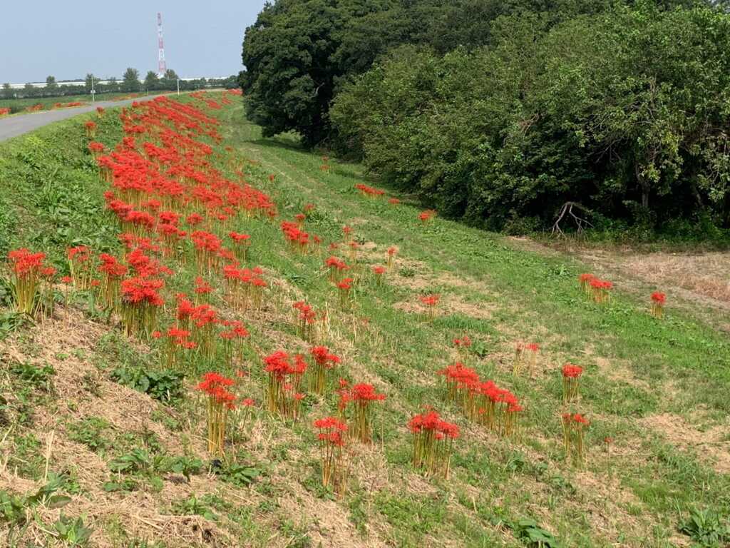 越辺川沿いの曼殊沙華