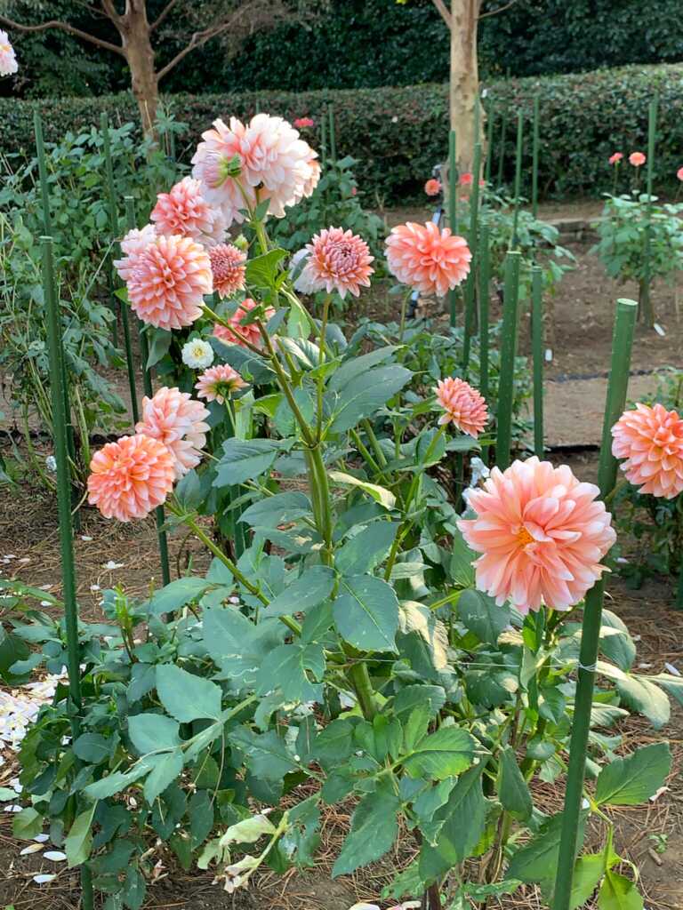 森林公園